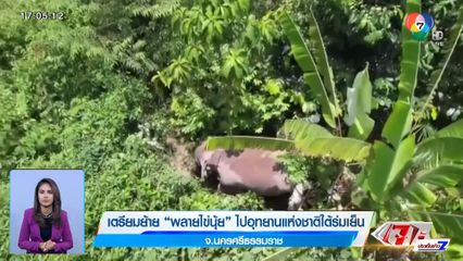 เตรียมย้าย พลายไข่นุ้ย ไปอุทยานแห่งชาติใต้ร่มเย็น จ.นครศรีธรรมราช