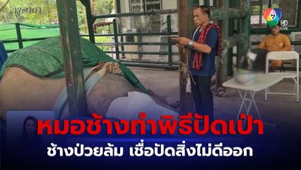 หมอช้างทำพิธีปัดเป่า ช้างป่วยล้ม จ.ลำปาง