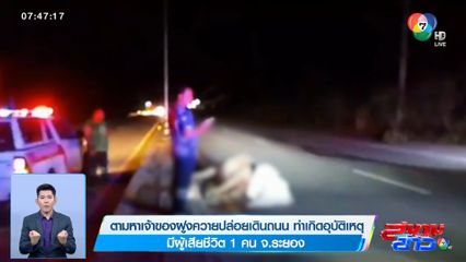 ตามหาเจ้าของฝูงควายปล่อยเดินถนน ทำเกิดอุบัติเหตุ มีผู้เสียชีวิต 1 คน จ.ระยอง