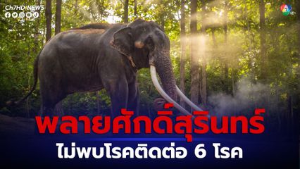 อัปเดตอาการช้างพลายศักดิ์สุรินทร์ หลังเดินทางกลับจากประเทศศรีลังกามาอยู่ในไทยได้ 1 เดือน 7วัน