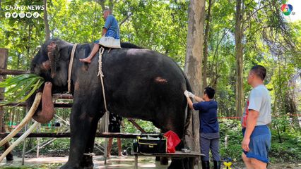 อัปเดตอาการช้างพลายศักดิ์สุรินทร์ หลังเดินทางกลับจากประเทศศรีลังกามาอยู่ในไทยได้ 1 เดือน 7วัน