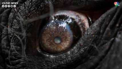 อัปเดตอาการช้างพลายศักดิ์สุรินทร์ หลังเดินทางกลับจากประเทศศรีลังกามาอยู่ในไทยได้ 1 เดือน 7วัน