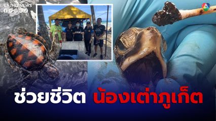 ภูเก็ตช่วยชีวิตเต่าเด็กเกยตื้นติดคราบน้ำมันแน่น