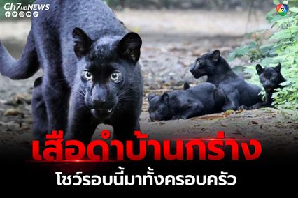 เสือดำแก่งกระจานโชว์ตัว รอบนี้มาทั้งครอบครัว 