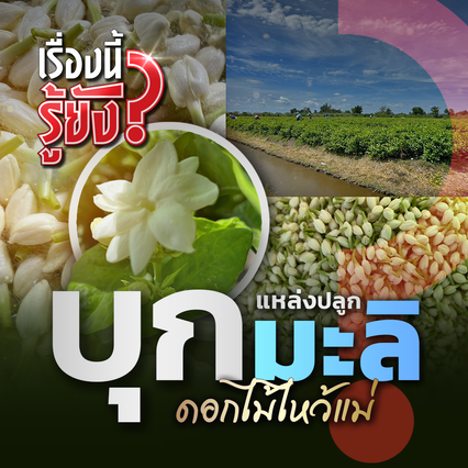 บุกแหล่งปลูกมะลิดอกไม้ไหว้แม่ ใหญ่ที่สุดในไทย