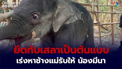 เร่งหาช้างแม่รับให้น้องมีนา ยึดทับเสลาเป็นต้นแบบ