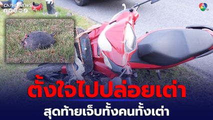 หนุ่มขี่รถจยย.จะเอาเต่าไปปล่อย แต่ดันชนเสาไฟริมทาง บาดเจ็บทั้งคนทั้งเต่า