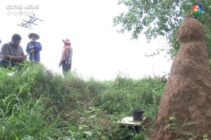 จอมปลวกคล้ายพระพุทธรูป ยืนเด่นข้างทางชาวบ้านเชื่อมาให้โชค