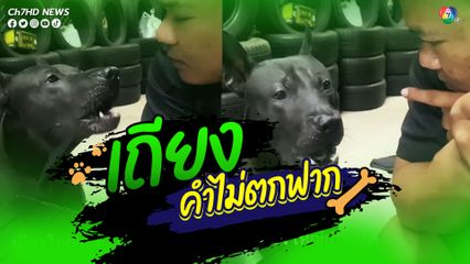 เมื่อสุนัขที่เลี้ยงไว้แอบไปกินก้างปลา จึงโดนดุ อบรม แต่เจ้าสุนัขเถียงไม่หยุด ทำเสียงใหญ่เสียงโตใส่