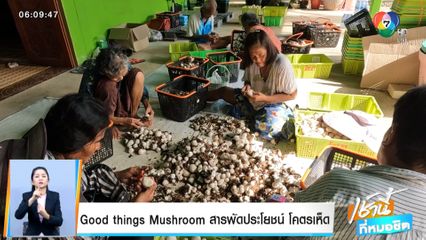 Good news by Todd Tongdee : Good things Mushroom สารพัดประโยชน์ โคตรเห็ด