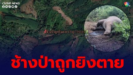 ช้างป่าถูกยิงตายในไร่ชาวบ้านด่านซ้าย กระสุนเจาะกลางหน้าผาก