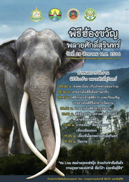 พลายศักดิ์สุรินทร์ พ้นระยะกักโรค เตรียมฮ้องขวัญ 28 ส.ค.นี้