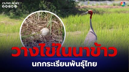 ข่าวดี พบนกกระเรียนพันธุ์ไทย สร้างรังวางไข่ในนาข้าวของชาวบ้าน