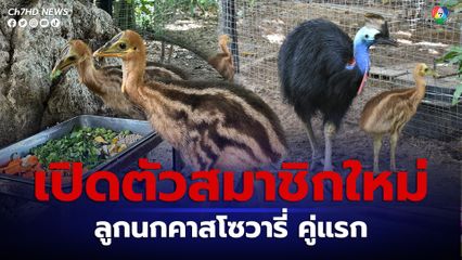 สวนสัตว์เปิดเขาเขียว เปิดตัวลูกนกคาสโซวารี่ คู่แรก ปลื้มความสำเร็จในการเพาะเลี้ยง