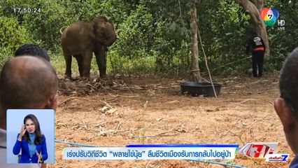 เร่งปรับวิถีชีวิต พลายไข่นุ้ย ลืมชีวิตเมืองรับการกลับไปอยู่ป่า