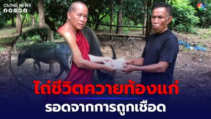 ไถ่ชีวิตควายท้องแก่ รอดจากการถูกเชือด