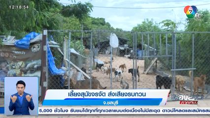 เลี้ยงสุนัขจรจัด ส่งเสียงรบกวน จ.ชลบุรี