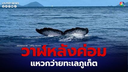 วาฬหลังค่อมพบครั้งที่ 2 ในน่านน้ำไทย ขอ นนท. อย่ารบกวน อย่าขับเรือไล่