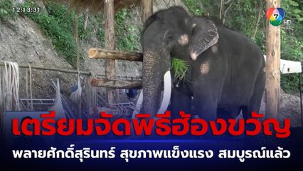 เตรียมจัดพิธีฮ้องขวัญ พลายศักดิ์สุรินทร์