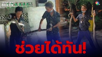 พบงูเหลือมยาวกว่า 6 เมตร กำลังจะเข้ามากินแมวที่เลี้ยงไว้