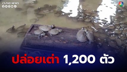โคลอมเบียปล่อยลูกเต่าน้ำจืดลงสู่แหล่งน้ำธรรมชาติ ตั้งเป้า 1,200 ตัว