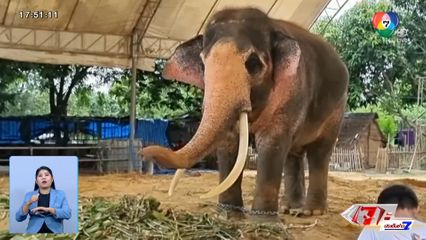 ตรวจสอบลักษณะ พลายเอกชัย จ.สระบุรี