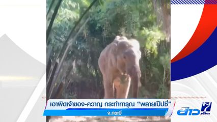 เอาผิดเจ้าของ-ควาญ กระทำทารุณ พลายเป๊ปซี่ จ.กระบี่