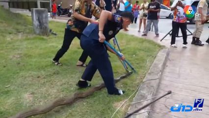 จับงูจงอาง 2 ตัว ใกล้รูปปั้นไก่เบตง จ.ยะลา