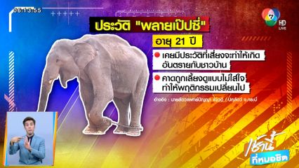 ปศุสัตว์แจ้งดำเนินคดีเจ้าของทารุณ พลายเป๊ปซี่ จ.กระบี่