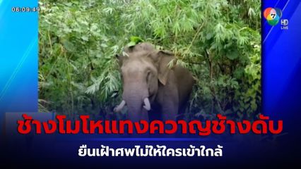 ยิงยาสลบช้างพลายใช้งาแทงควาญช้างดับ จ.ตาก