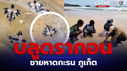 บลูดรากอน กรมทะเลชายฝั่งฯ พบตลอดแนวชายหาดกะรน ยังไม่กระทบการท่องเที่ยว