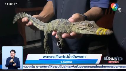 ผวาจระเข้โผล่แม่น้ำเจ้าพระยา จ.อ่างทอง