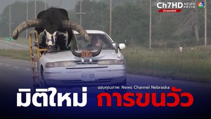 เจ้าหน้าที่ตำรวจสหรัฐอเมริก เรียกรถเก๋งที่ผ่านการดัดแปลง และบรรทุกวัวกระทิงไว้ที่นั่งข้างคนขับ