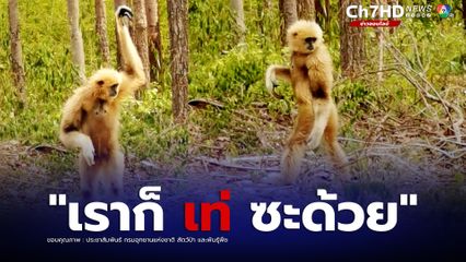 ชะนีมือขาว โพสท่าเป๊ะ จากสถานีเพาะเลี้ยงสัตว์ป่าเขาสน จ.ราชบุรี