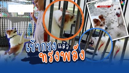 อยากกัดกันแต่กลัวเจ็บ ทะเลาะผ่านกรงแบบนี้ดีกว่า