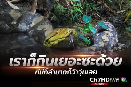งูเหลือมแม่ปิงกินอิ่ม นอนนิ่งว้าวุ่นเลย 