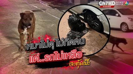 เจ้าของรถหัวจะปวด มมส. ร้อยวันพันเหตุการณ์ น้องหมาไม่ดุ ไม่กัดคน แต่กัดรถเก๋ง ซุ้มบังโคลน กันชนพังยับเยิน