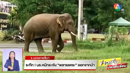 ระทึก! นร.หนีกระเจิง พลายแคระ ออกจากป่า จ.นครราชสีมา