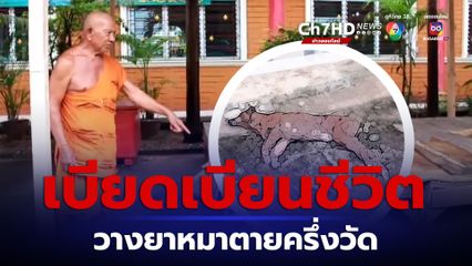 ทำได้ลงคอ คนแอบวางยาเบื่อหมาเกือบหมดวัด หลวงตาบอกระวังเวรกรรมมีจริง