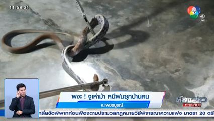 ผงะ! งูเห่าม้า หนีฝนซุกบ้านคน จ.เพชรบูรณ์