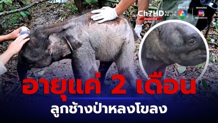 ลูกช้างป่าพลัดหลง อายุแค่ 2 เดือน โขลงกับแม่ช้างยังไม่กลับมารับตัว