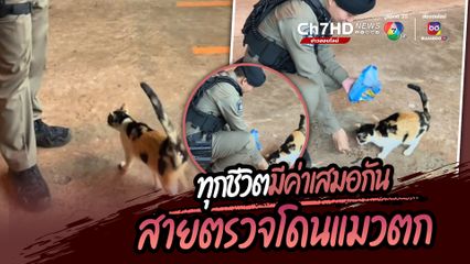 ออกตรวจพื้นที่ป้องกันเหตุ ตำรวจสายตรวจโดนแมวจรจัดตก