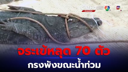 จระเข้หลุดออกจากฟาร์ม 70 ตัว ขณะเกิดน้ำท่วมในมณฑลกวางตุ้ง ประเทศจีน