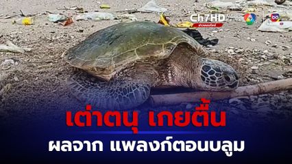 เต่าตนุ น้ำหนักเกือบ 20 กิโลกรัม ลอยเกยตื้นหาดบางพระ คาดผลกระทบจากแพลงก์ตอนบลูม