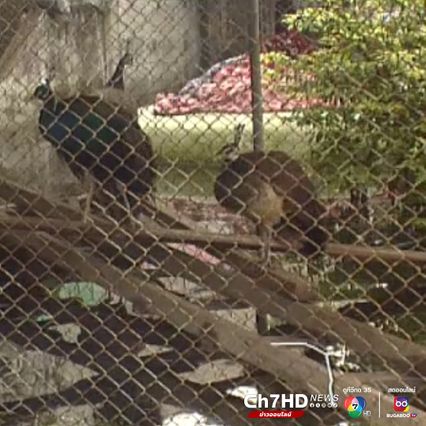 ภาพเก่าเล่าเรื่อง : สิงหาคม 2538 น้ำท่วม "ไวต์เฮาส์" จมบาดาลนาน 2 เดือน