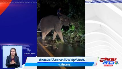 ภาพเป็นข่าว : ช้างช่วยเปิดทางหลังพายุพัดถล่ม จ.เชียงราย