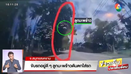 สาวเตือนภัย! ขับรถอยู่ดี ๆ ลูกมะพร้าวตกใส่รถกระจกแตก เจ้าของสวนปฏิเสธเสียงแข็งไม่ใช่