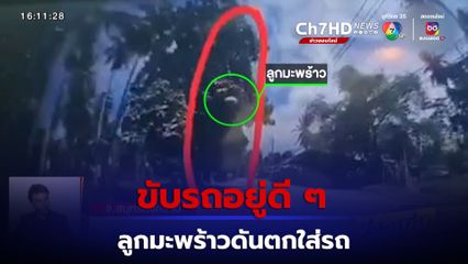 สาวเตือนภัย! ขับรถอยู่ดี ๆ ลูกมะพร้าวตกใส่รถกระจกแตก เจ้าของสวนปฏิเสธเสียงแข็งไม่ใช่