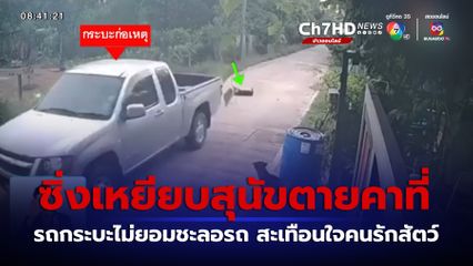 รถกระบะซิ่งบนถนน เหยียบสุนัขตายคาที่ จ.ปทุมธานี