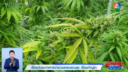 เล็งแก้ประกาศกระทรวงสาธารณสุข เรื่องกัญชา